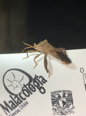 Melucha quadrivittis