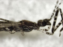 Empicoris rubromaculatus