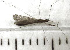 Empicoris rubromaculatus