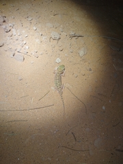 Stenodactylus petrii