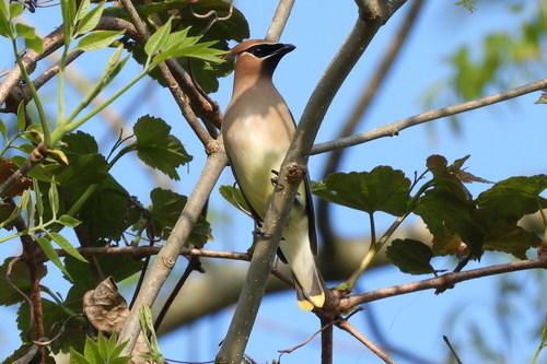 Cedar Waxwing photographed in Delaware