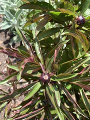Angiospermae