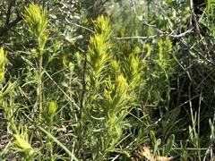 Castilleja flava