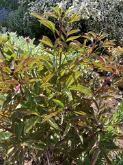 Angiospermae