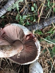 Agaricus sylvaticus occidentalis