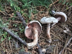 Agaricus sylvaticus occidentalis