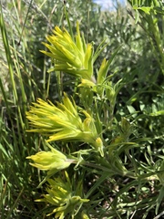 Castilleja flava