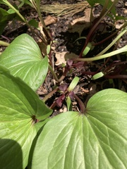 Trillium petiolatum