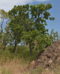 Erythrophleum chlorostachys