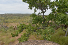 Erythrophleum chlorostachys