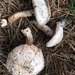 Agaricus sylvaticus occidentalis - Photo (c) pinonbistro, some rights reserved (CC BY-NC), uploaded by pinonbistro