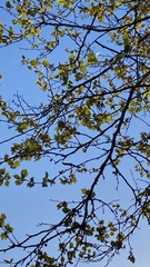 Corvus brachyrhynchos
