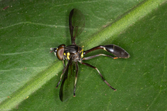 Salpingogaster nigra