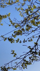 Corvus brachyrhynchos
