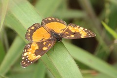 Chlosyne lacinia saundersi