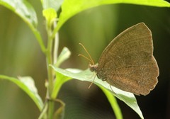 Godartiana muscosa