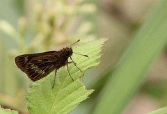 Vehilius celeus