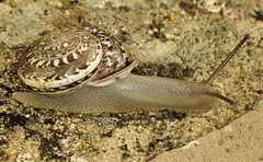 Iberus marmoratus