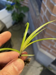 Carex muskingumensis