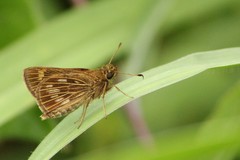 Vehilius celeus
