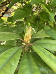 Rhododendron