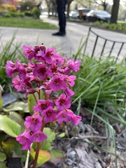 Bergenia