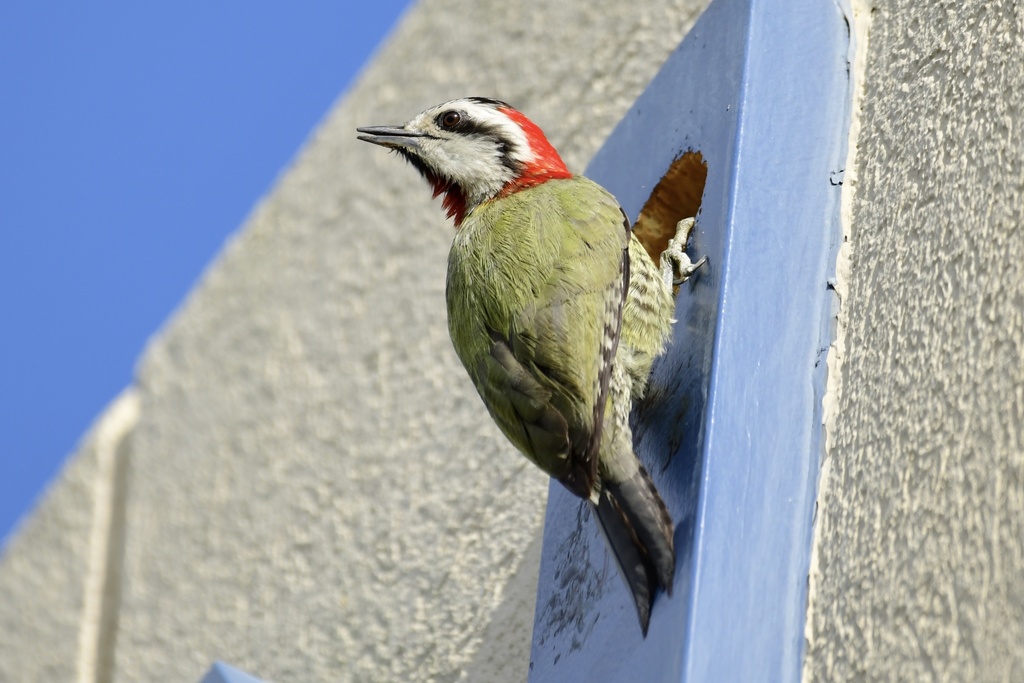Xiphidiopicus