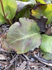Bergenia