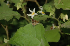 Dardarina dardaris