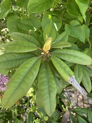Rhododendron