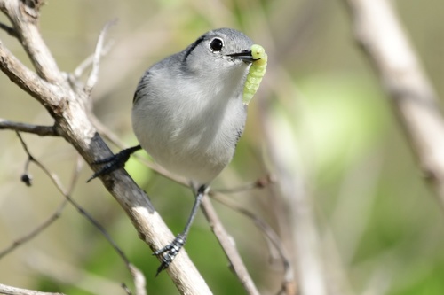 Cuban Gnatcatcher (Polioptila lembeyei), photo 10