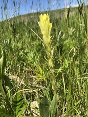 Castilleja cusickii