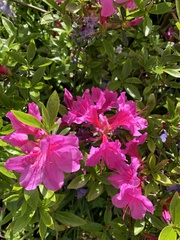 Rhododendron