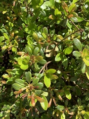 Angiospermae