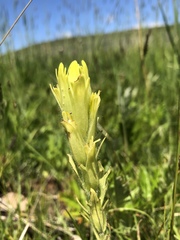Castilleja cusickii
