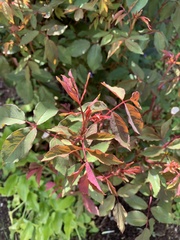 Rosa
