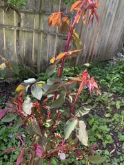 Rosa