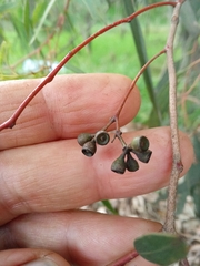 Eucalyptus beyeriana