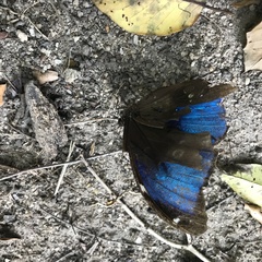 Morpho menelaus coeruleus