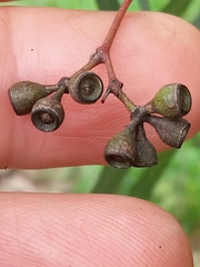 Eucalyptus beyeriana