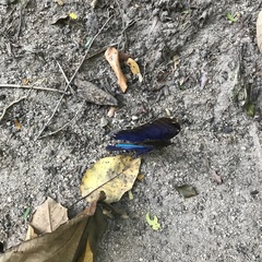 Morpho menelaus coeruleus