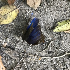 Morpho menelaus coeruleus