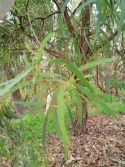 Eucalyptus beyeriana