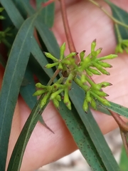 Eucalyptus beyeriana