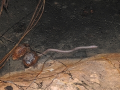 Ophisternon infernale