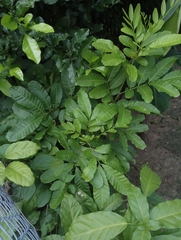 Matayba scrobiculata