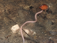 Ophisternon infernale