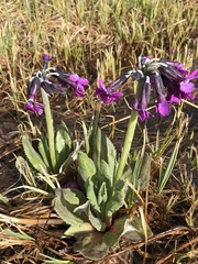 Primula pumila