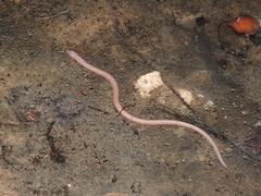 Ophisternon infernale