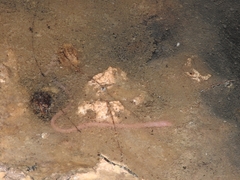 Ophisternon infernale